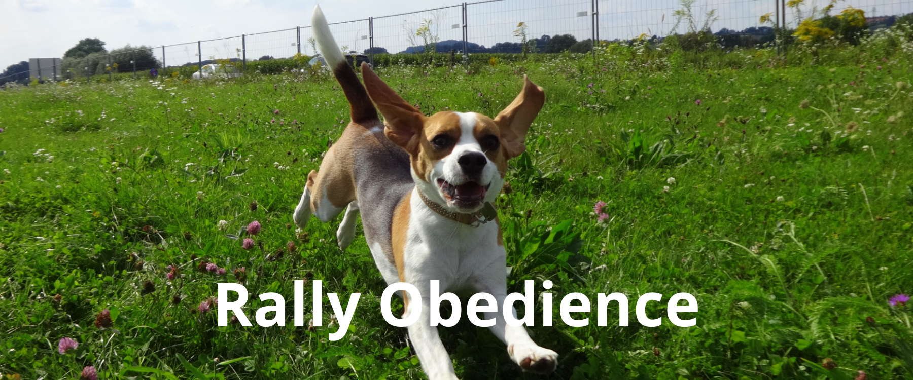 Rally-Obedience