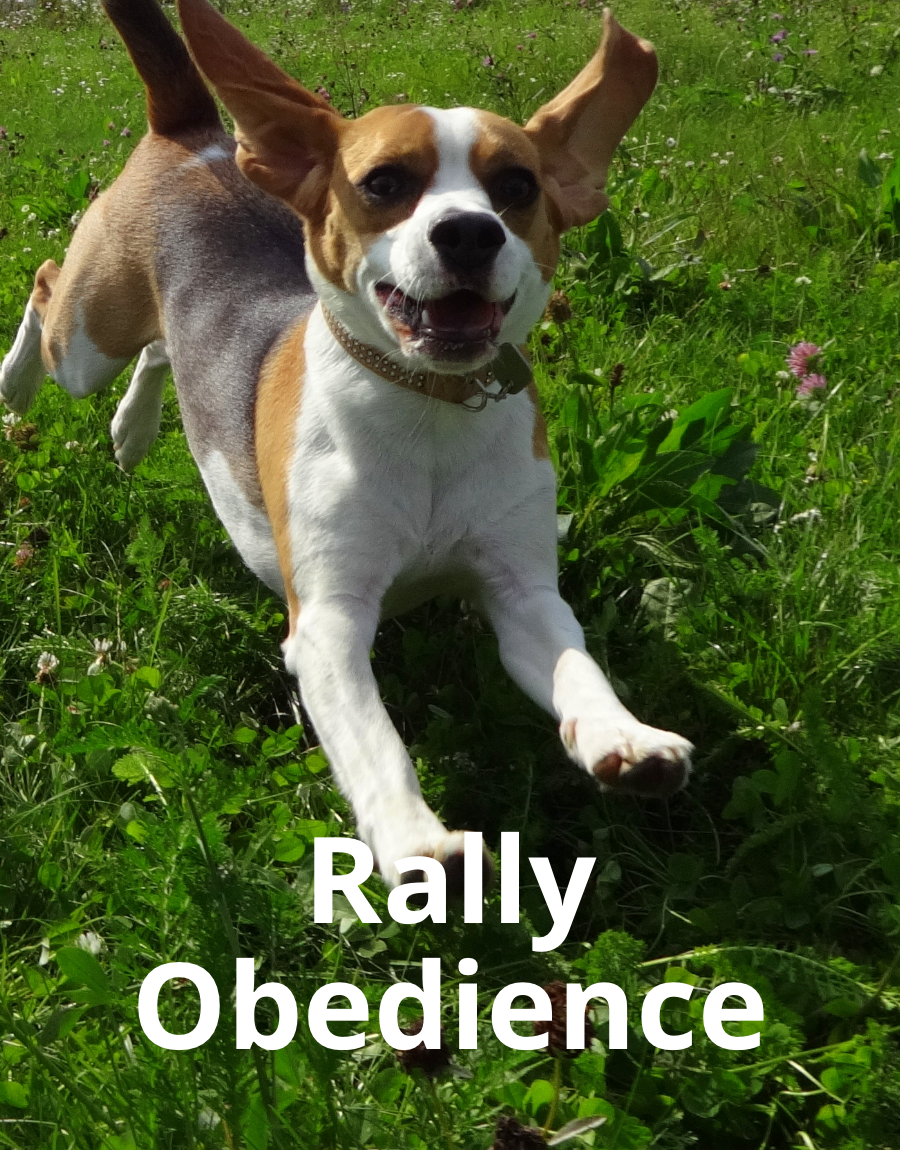 Rally-Obedience_mobile