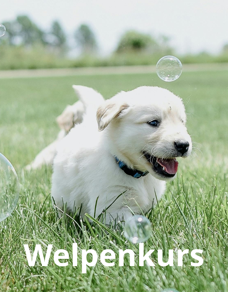 Welpenkurs_mobile