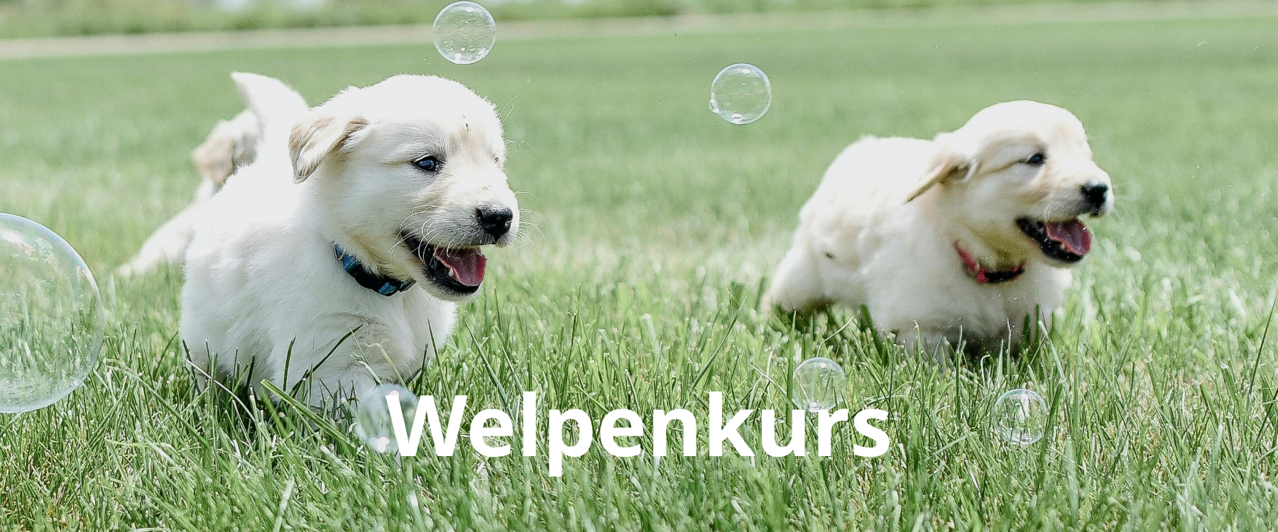 welpenkurs